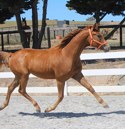 Danson Royal Jupiter